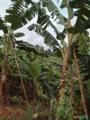 ROÇA DE BANANA A VENDA EM MUTUÍPE BAHIA Imagem ROÇA DE BANANA A VENDA EM MUTUÍPE BAHIA