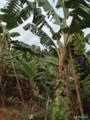 ROÇA DE BANANA A VENDA EM MUTUÍPE BAHIA Imagem ROÇA DE BANANA A VENDA EM MUTUÍPE BAHIA