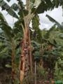 ROÇA DE BANANA A VENDA EM MUTUÍPE BAHIA Imagem ROÇA DE BANANA A VENDA EM MUTUÍPE BAHIA