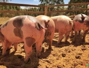 Porco Pietrain e Duroc em Minas Gerais – Suínos Prime – Minas Gerais