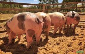 Porco Pietrain e Duroc em Minas Gerais – Suínos Prime – Minas Gerais