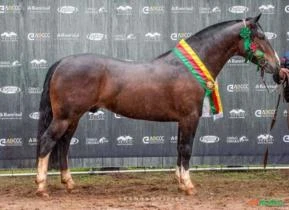 Cavalo Crioulo reprodutor comprovado em treinamento ao Freio de Ouro