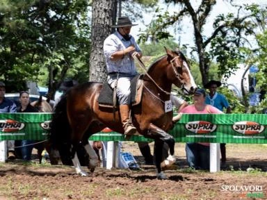 Cavalo Crioulo reprodutor comprovado em treinamento ao Freio de Ouro