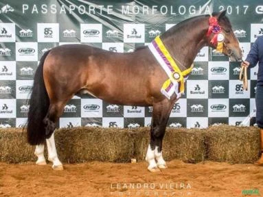 Cavalo Crioulo reprodutor comprovado em treinamento ao Freio de Ouro
