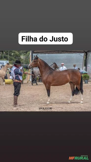 Cavalo Crioulo reprodutor comprovado em treinamento ao Freio de Ouro