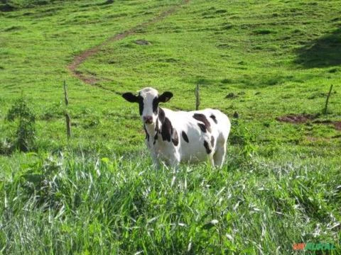 Linda Fazenda À Venda No Município De Cambuquira-MG