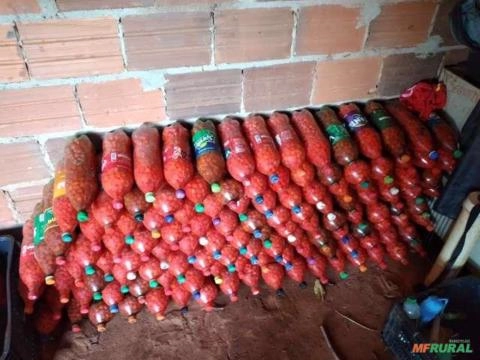 Pimenta biquinho Imagem Pimenta biquinho