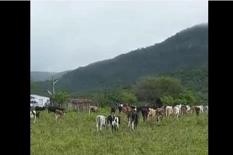 VENDA de gado nelore com prazo de doze meses para pagamento Imagem VENDA de gado nelore com prazo de doze meses para pagamento