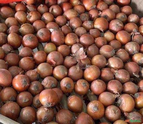 Cebola Imagem Cebola