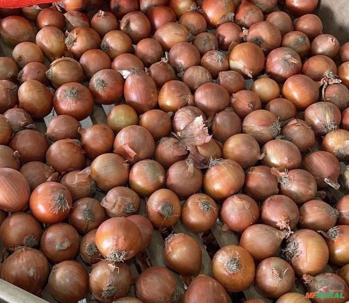 Cebola Imagem Cebola