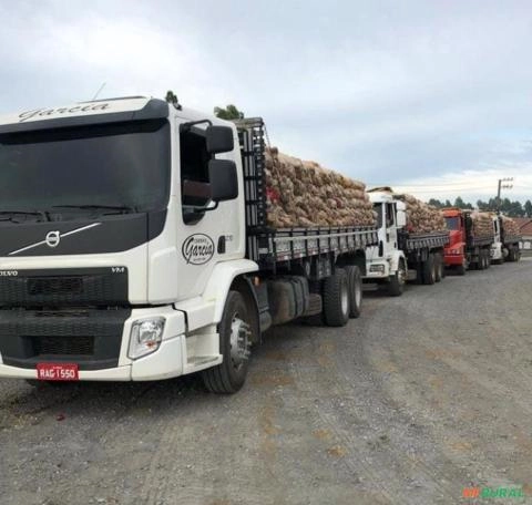 Imagem Cebola Imagem Cebola