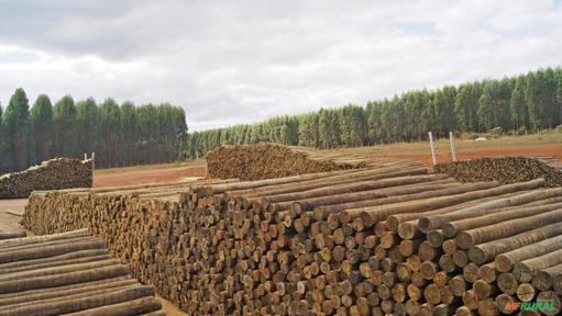 COMPRO LENHA DE EUCALIPTO Imagem COMPRO LENHA DE EUCALIPTO