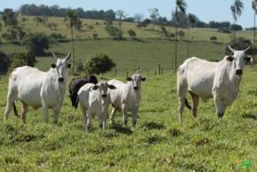 VACAS NELORE PO DE PRIMEIRA CRIA (MOCHAS) TOURO E GARROTES