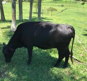 Depoimento de anúncio vendido Depoimento de anúncio vendido