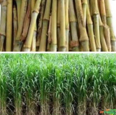 CAPIAÇU BRS 0,15 CENTAVOS - FRETE GRÁTIS BRASIL Imagem CAPIAÇU BRS 0,15 CENTAVOS - FRETE GRÁTIS BRASIL