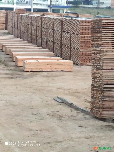 Madeira De Eucalipto Grandis Imagem Madeira De Eucalipto Grandis