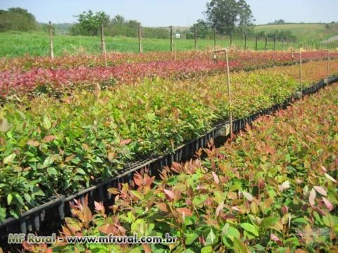 Mudas Clonais De Eucalipto Imagem Mudas Clonais De Eucalipto