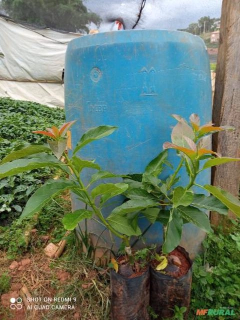 Mudas de abacate enxertadas Imagem Mudas de abacate enxertadas