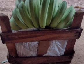 Bananas Prata Terra Nanica