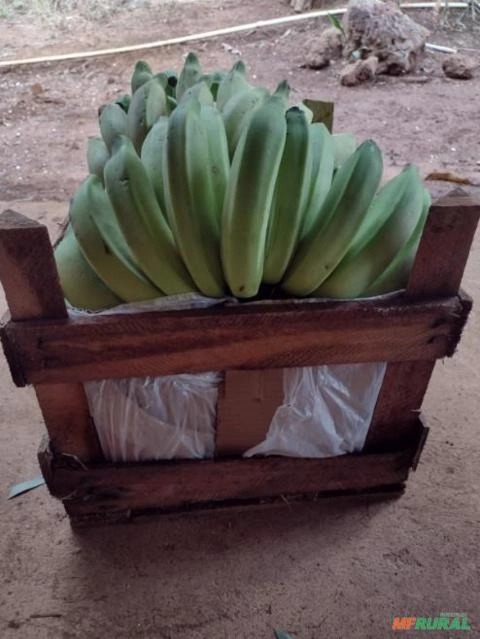 Bananas Prata Terra Nanica Imagem Bananas Prata Terra Nanica