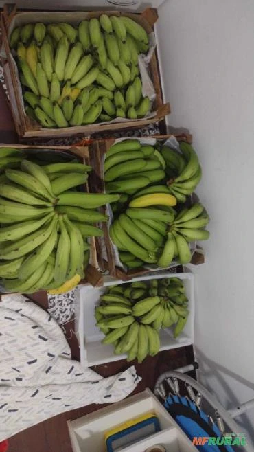 Bananas Prata Terra Nanica