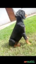 FILHOTE DE Doberman macho