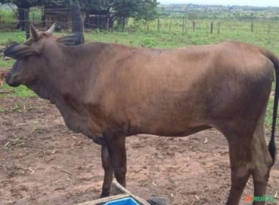 Lote de anelorado 47 novilha em média 13@ Imagem Lote de anelorado 47 novilha em média 13@