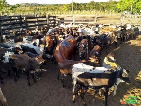 Compro bezerro e gabiru Imagem Compro bezerro e gabiru