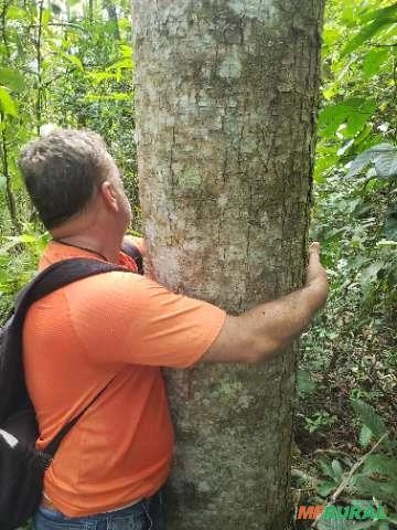 Cedro australiano Imagem Cedro australiano