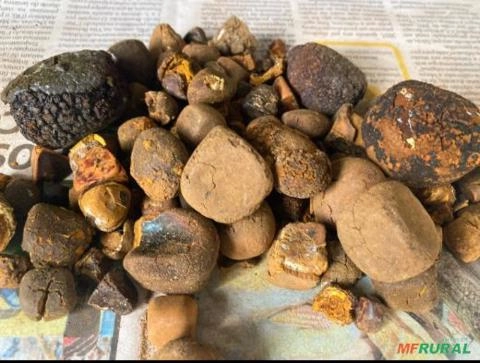 Compro pedra de fel Imagem Compro pedra de fel