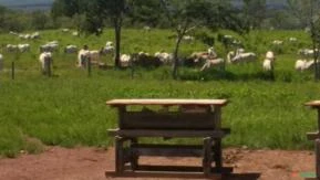 Fazenda para dupla apetidão, lavoura e gado