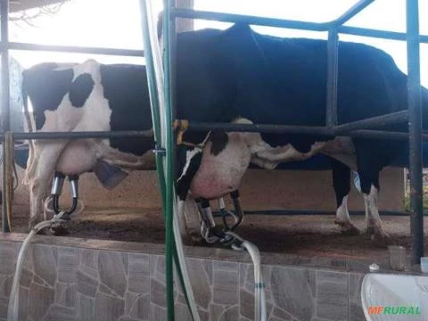10 vacas de leite