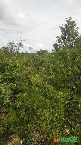 Área para reserva ambiental Piauí