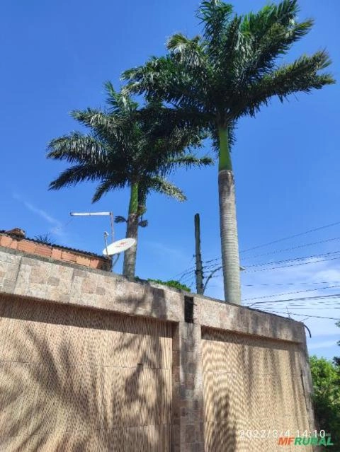 Palmeiras Imperiais Imagem Palmeiras Imperiais