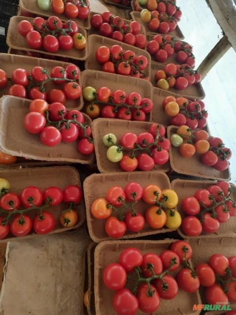 Tomate Agro FLV Imagem Tomate Agro FLV