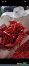 Vendo pimenta malagueta