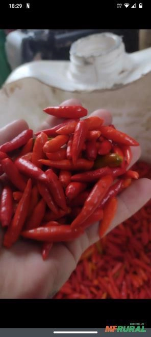 Vendo pimenta malagueta curtida na pinga Imagem Vendo pimenta malagueta curtida na pinga