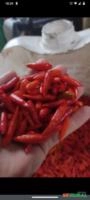 Vendo pimenta malagueta curtida na pinga Imagem Vendo pimenta malagueta curtida na pinga