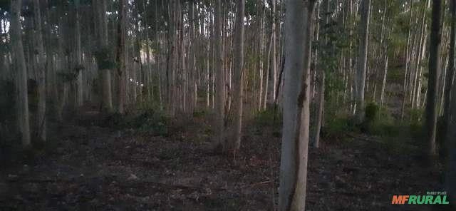 Pé de eucalipto para corte Imagem Pé de eucalipto para corte