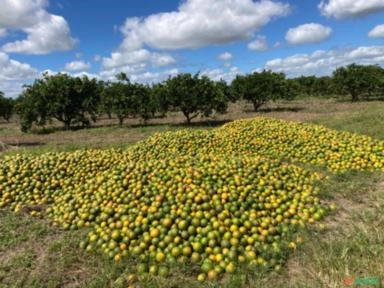 Laranja pera Imagem Laranja pera
