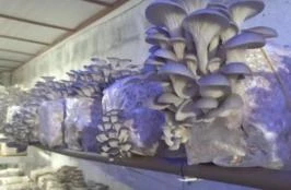 Substrato Colonizado para Cultivo de Cogumelos