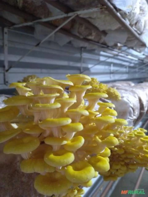 Curso de Produção de Substrato para Cogumelos