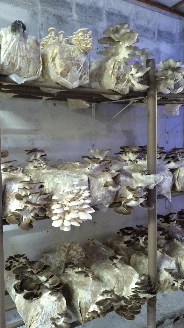 Curso de Produção de Substrato para Cogumelos