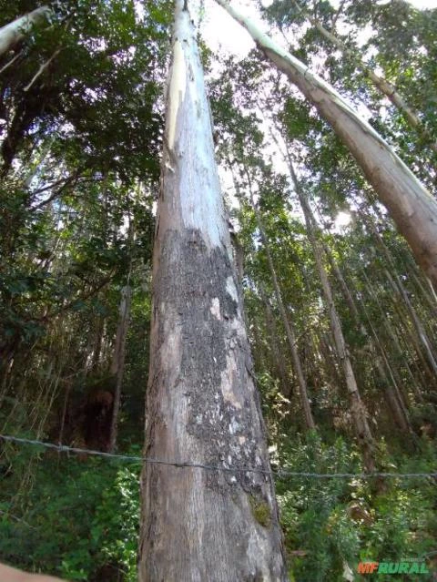 Chácara em Quatro Barras/Pr