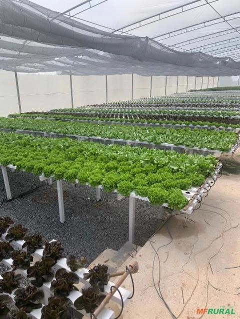 Alface Hidropônica Imagem Alface Hidropônica