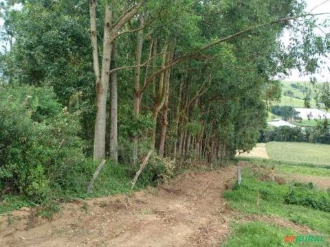 Floresta de Eucalipto em Bueno Brandão/ MG Imagem Floresta de Eucalipto em Bueno Brandão/ MG