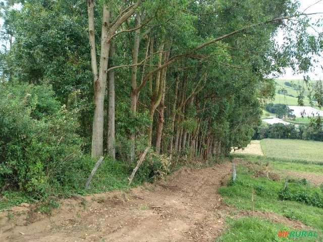 Floresta de Eucalipto em Bueno Brandão/ MG Imagem Floresta de Eucalipto em Bueno Brandão/ MG