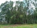 Floresta de Eucalipto em Bueno Brandão/ MG Imagem Floresta de Eucalipto em Bueno Brandão/ MG