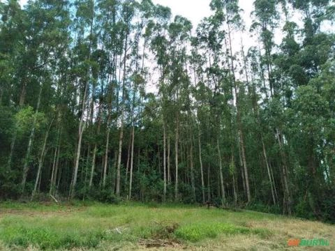 Imagem Floresta de Eucalipto em Bueno Brandão/ MG Imagem Floresta de Eucalipto em Bueno Brandão/ MG