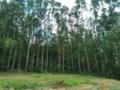 Floresta de Eucalipto em Bueno Brandão/ MG Imagem Floresta de Eucalipto em Bueno Brandão/ MG